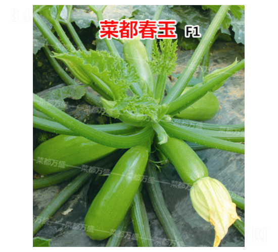 菜都春玉-西葫蘆種子-菜都萬(wàn)盛