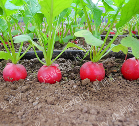 昆優(yōu)5號(hào)-櫻桃蘿卜種子-捷利亞