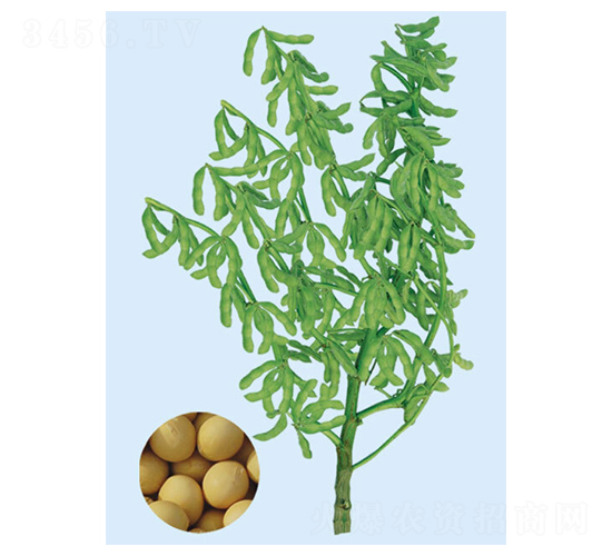 臺灣292-毛豆種子-大豐種業(yè)