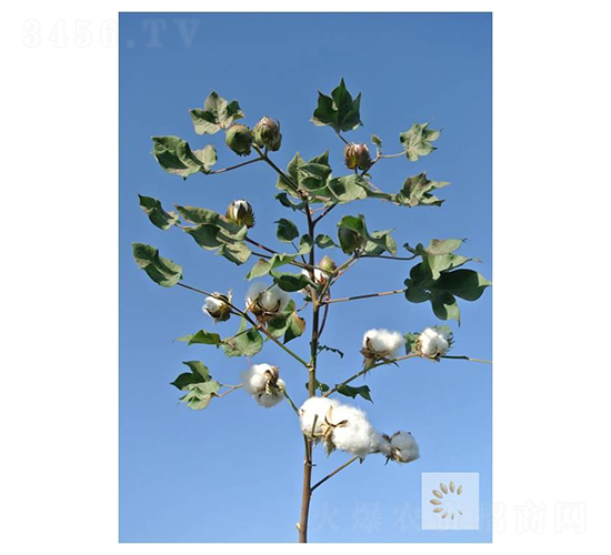 新陸早75號(hào)-棉花種子-九圣禾種業(yè)