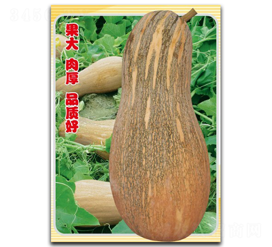 金豐密本-南瓜種子-徽大農(nóng)業(yè)