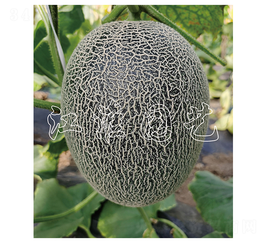 翠蜜5號-甜瓜種子-江淮園藝