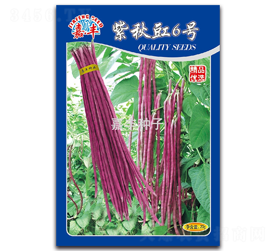 紫秋豇6號-豇豆種子-嘉豐種子