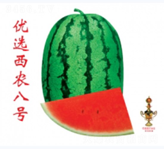 優(yōu)選西農(nóng)八號-西瓜種子-秦紅種業(yè)