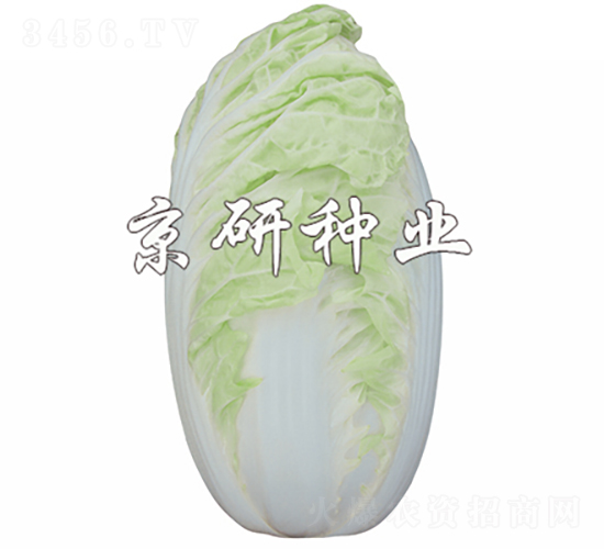 京夏4號(hào)-白菜種子-京研種業(yè)