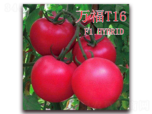 fT16-ѷN-ʢr(nng)I(y)