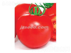 ă(yu)t-ѷN-FNI(y)