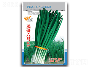龍研六號原種-韭菜種子-平龍種業(yè)