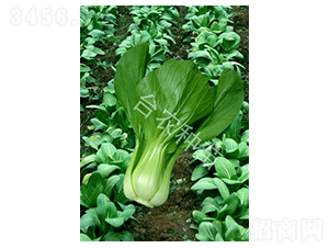 清江白菜-白菜種子-臺(tái)農(nóng)種苗